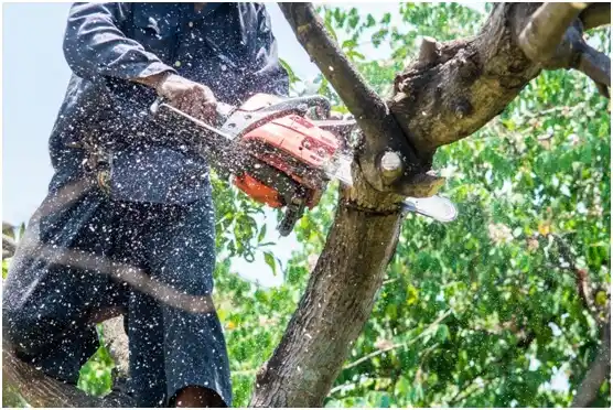 tree services Cranston